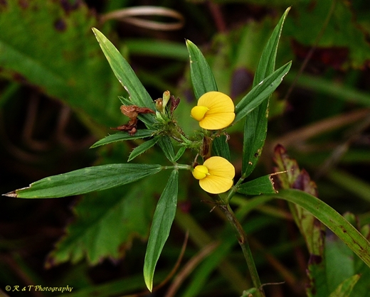 {Stylosanthes biflora}